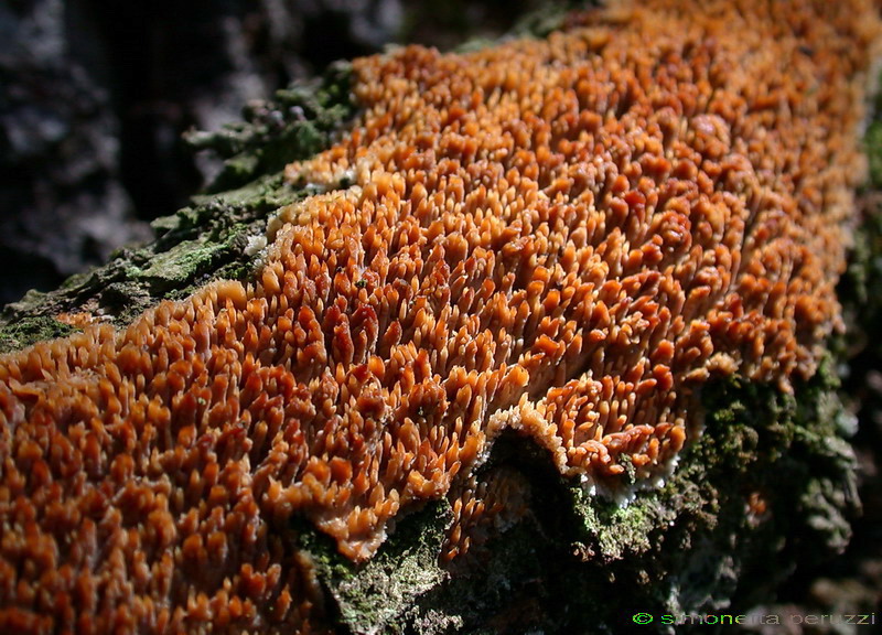 Corticiaceae da determinare... (Radulomyces molaris)